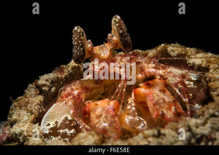 Infilzare Canocchia, Lysiosquillina maculata, Komodo, Indonesia Foto Stock