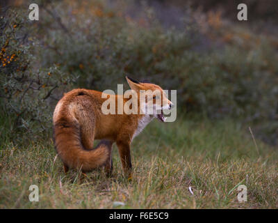 Red Fox (Vulpes vulpes vulpes) sbadigli, North Holland, Paesi Bassi Foto Stock