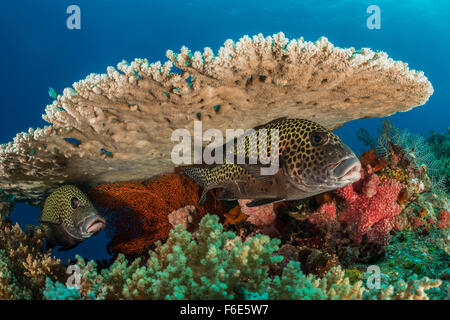 Molte macchie Sweetlips, Plectorhinchus chaetodontoides, Komodo, Indonesia Foto Stock