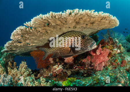 Molte macchie Sweetlips, Plectorhinchus chaetodontoides, Komodo, Indonesia Foto Stock