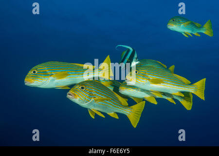 Il gruppo di nastro, Sweetlips Plectorhinchus polytaenia, Komodo, Indonesia Foto Stock