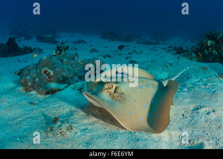 Blu-spotted Stingray, Dasyatis kuhlii, Komodo, Indonesia Foto Stock