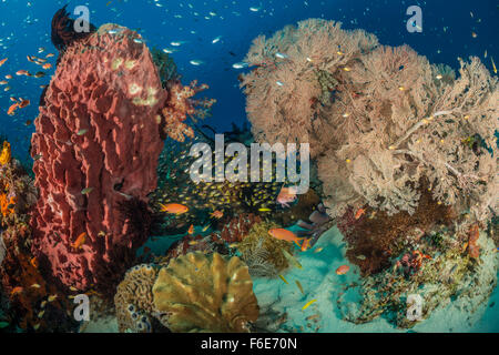 Coral Reef, Komodo, Indonesia Foto Stock