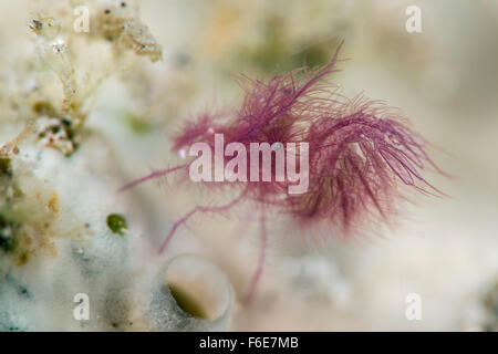 Hairy gamberetti, Phycocaris simulans, Sumbawa, Indonesia Foto Stock