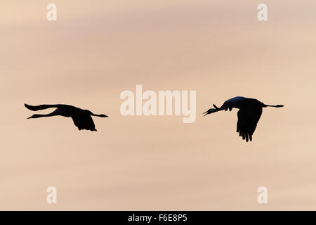 Gru comune (grus grus) in volo stagliano al crepuscolo. Agamon hula. La Valle di Hula. Israele. Foto Stock