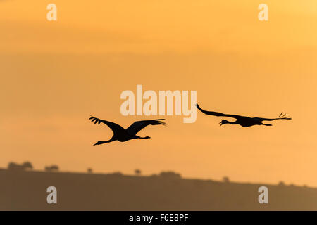 Gru comune (grus grus) in volo stagliano al crepuscolo. Agamon hula. La Valle di Hula. Israele. Foto Stock