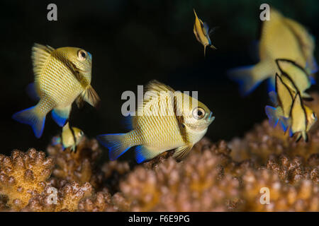 Reticola fanciulla Dascyllus reticulatus, Flores, Indonesia Foto Stock