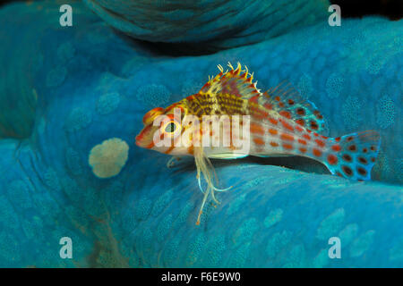 Dwarf Hawkfish su blue Starfish, Cirrhitichthys falco, Flores, Indonesia Foto Stock