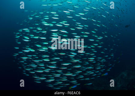 Secca di Dark-Fusilier nastrati, Pterocaesio tile, Misool Raja Ampat, Indonesia Foto Stock