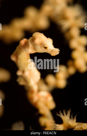 Denise cavalluccio marino pigmeo, Hippocampus denise, Misool Raja Ampat, Indonesia Foto Stock