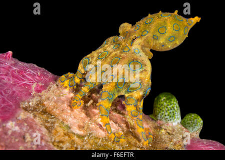 Blue inanellato Octopus, Hapalochlaena lunulata, Waigeo Raja Ampat, Indonesia Foto Stock