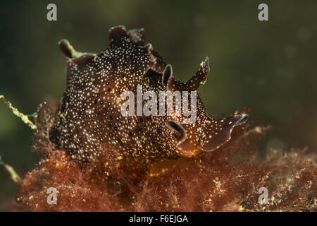 Mare comune Lepre, Aplysia punctata, pirano, Slovenia Foto Stock