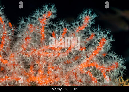 Rosso prezioso corallo, Corallium rubrum korcula croazia Foto Stock