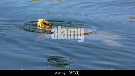 Le Tartarughe caretta in Argostoli. Foto Stock