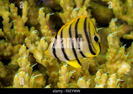 I capretti Eightband Butterflyfish, Chaetodon octofasciatus Raja Ampat, Indonesia Foto Stock