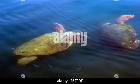 Le Tartarughe caretta in Argostoli. Foto Stock