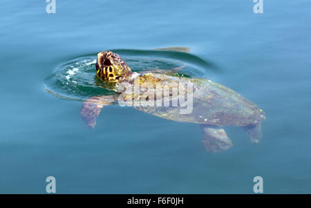 Le Tartarughe caretta in Argostoli. Foto Stock