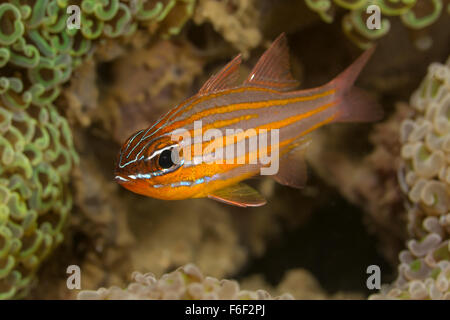 Yellowstriped Cardinalfish, Apogon cyanosoma, Ambon, Indonesia Foto Stock