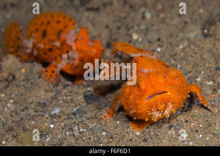 Coppia di rana pescatrice verniciato, Antennarius pictus, Ambon, Indonesia Foto Stock