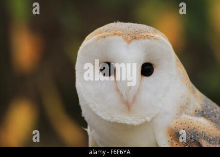 Il barbagianni (Tyto alba) lookin nella fotocamera Foto Stock