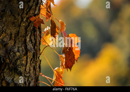 Foglie brillanti su un unico albero con sfondo naturale in una giornata di sole in autunno a Hocking Hills state park, Ohio Foto Stock