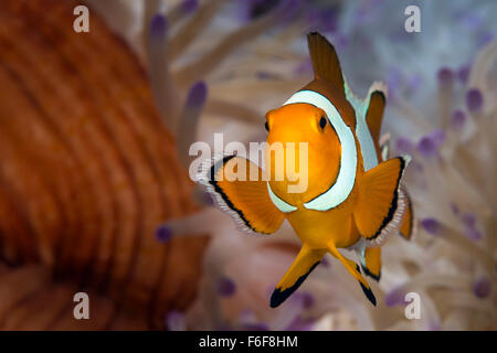 Clown Anemonefish, Amphiprion ocellaris, Flores, Indonesia Foto Stock