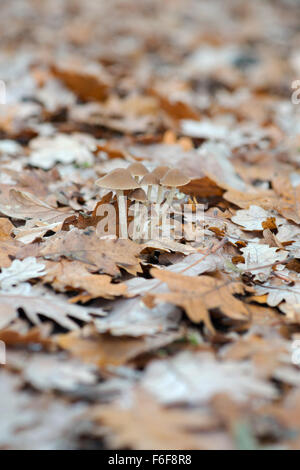 Mycena funghi affioranti attraverso quercia figliata di foglia in autunno Foto Stock