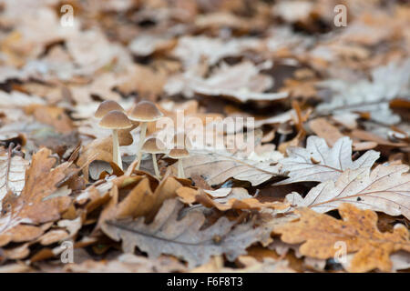 Mycena funghi affioranti attraverso quercia figliata di foglia in autunno Foto Stock