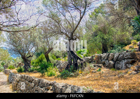 Molto vecchio oliveto a Port de Soller Foto Stock