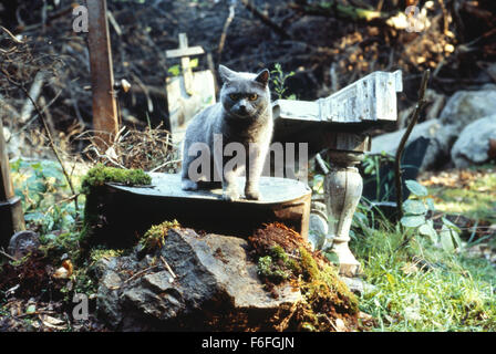 Data di rilascio: Aprile 21, 1989. Il titolo del filmato: Pet Sematary. STUDIO: Paramount Pictures. Trama: I Credi hanno subito spostato in una nuova casa in campagna. La loro casa è perfetto, eccetto per due cose: il semi-rimorchi che ruggito passato sulla strada stretta e il misterioso Cimitero nel bosco dietro casa. Credo confinanti sono riluttanti a parlare del cimitero, e per una buona ragione. Nella foto: Il gatto. Foto Stock