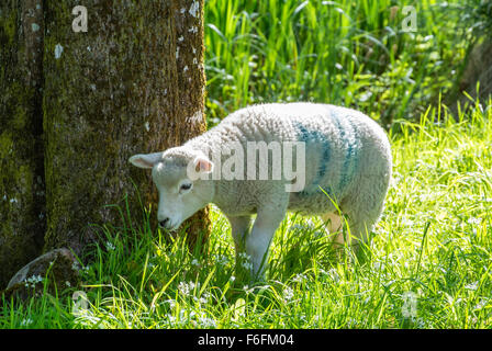 Agnello pascolare nel parco station wagon Gower Galles Foto Stock