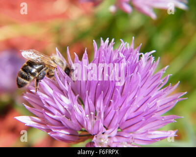 Un miele delle api su un fiore di erba cipollina nettare di raccolta. Foto Stock