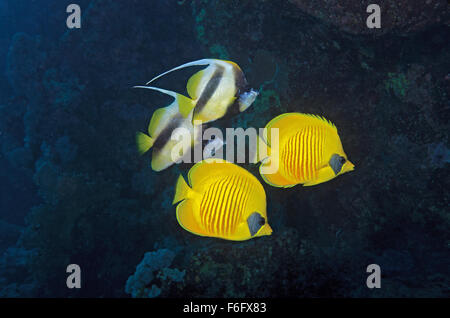 Una coppia di Addis Abeba o mascherato Butterflyfish, Chaetodon semilarvatus, nuoto insieme con una coppia di Mare Rosso Bannerfish, Heniochus Foto Stock