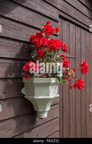 Rosso Geranio fiori su un di legno Tettoia da giardino. Foto Stock