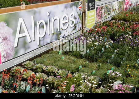 Piante Alpine sul display in un garden center NEL REGNO UNITO Foto Stock