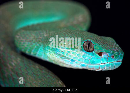 Bianco-isola a labbro pitviper (Trimeresurus albolabris insularis) Foto Stock