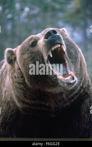 Aug 13, 1999; Los Angeles, CA, Stati Uniti d'America; BART L'orso nel Norstar Entertainment Inc. famiglia avventura film, "grizzly Falls." diretto da Stewart Raffill. Foto Stock