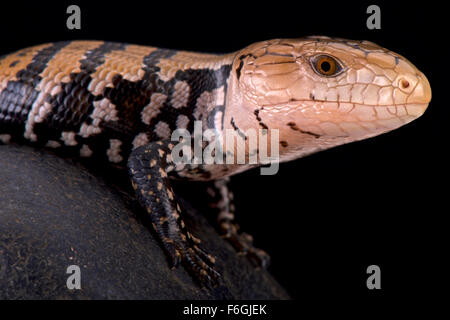 Kei island blue tongued skink (Tiliqua gigas keiensis) Foto Stock