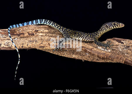 Blu-tailed monitor (Varanus doreanus) Foto Stock