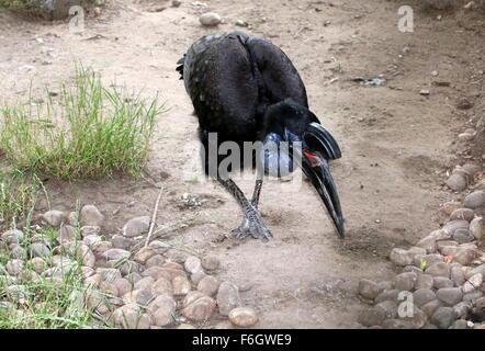 Femmina o abissina massa settentrionale hornbill (Bucorvus abyssinicus) Foto Stock