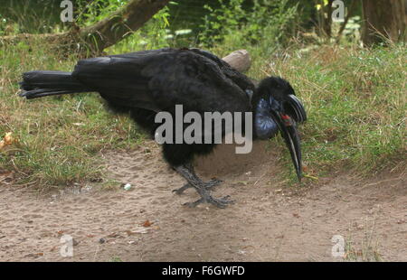 Femmina o abissina massa settentrionale hornbill (Bucorvus abyssinicus) foraggio Foto Stock