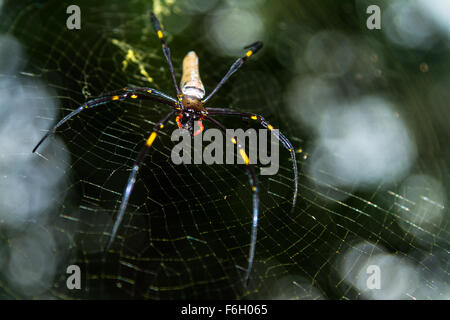 Questi golden-orb spider web si trovano in tutta l'Australia e sono una vista regolari nella regione tropicale Nord Queensland. Foto Stock