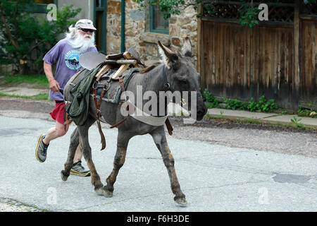 Runner e pack burros, Idaho Springs Tommyknockers Mining Days Festival e pacco gara di burro, Idaho Springs, Colorado, STATI UNITI D'AMERICA Foto Stock