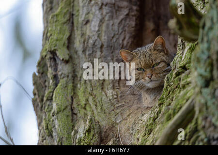 Europaeische Wildkatze ,Felis silvestris Gatto selvatico europeo Foto Stock