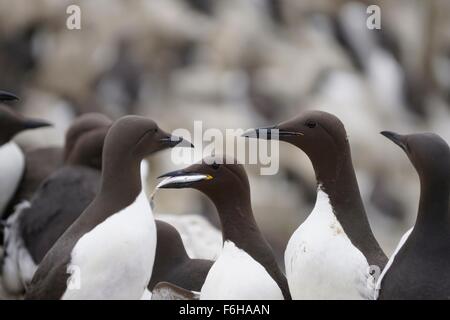 A guillemot ha appena catturato un pesce e torna alla colonia Foto Stock