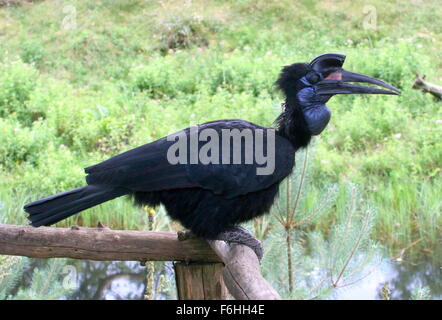 Femmina o abissina massa settentrionale hornbill (Bucorvus abyssinicus) Foto Stock