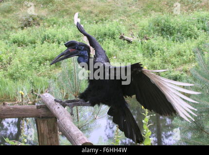 Femmina o abissina massa settentrionale hornbill (Bucorvus abyssinicus) provenienti per lo sbarco Foto Stock