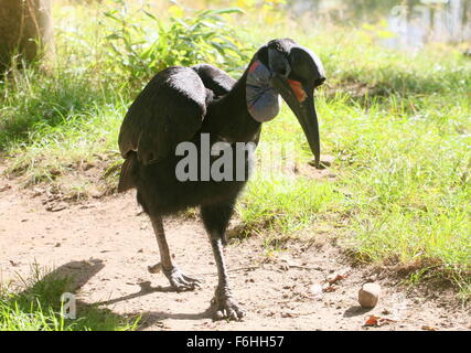 Femmina o abissina massa settentrionale hornbill (Bucorvus abyssinicus) passeggiate e foraggio Foto Stock