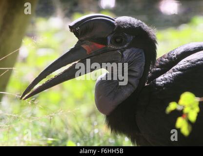 Femmina o abissina massa settentrionale hornbill (Bucorvus abyssinicus), visto di profilo Foto Stock