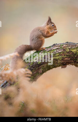 Red scoiattolo (Sciurus vulgaris) nella foto di mangiare un dado in una foresta nel parco nazionale di Cairngorms, Scozia. Foto Stock